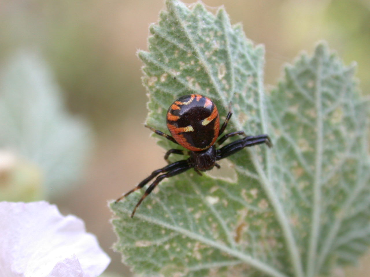 Synaema globosum